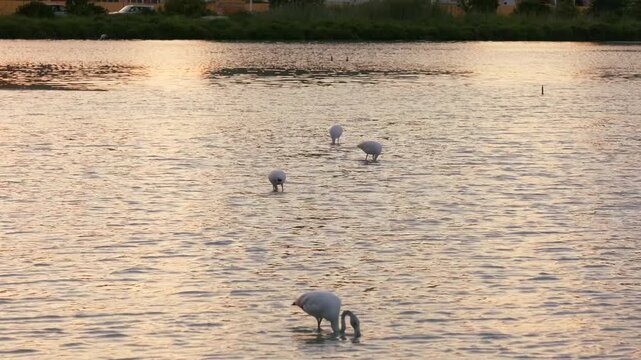 Flamingos in Calpe Lagoon at Sunset, Spain