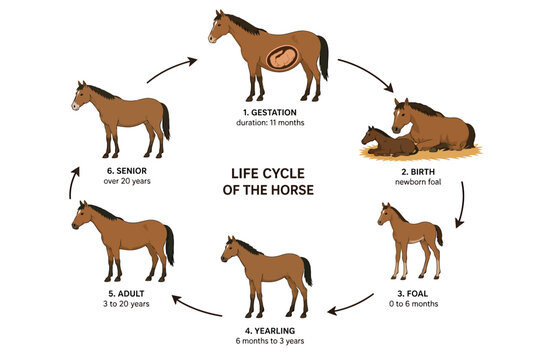 Vsai horse life cycle diagram showing gestation, birth, and growth stages