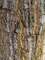 Obraz premium Close-up detailed view of a tree bark texture, highlighting the natural roughness and pattern of the tree's surface.
