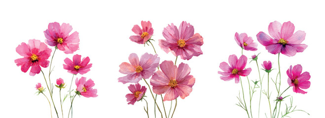 Fototapeta premium Pink cosmos flowers painted in watercolor, displaying their soft petals and bright yellow centers, creating a beautiful floral illustration for various creative projects