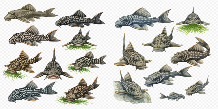 Set of various pleco fish species in different poses and colors, isolated on a white background, perfect for aquarium and aquatic life designs.