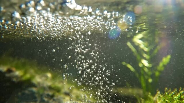 Underwater view of bubbling water with air rising, illuminating a diverse ecosystem of underwater plants and algae