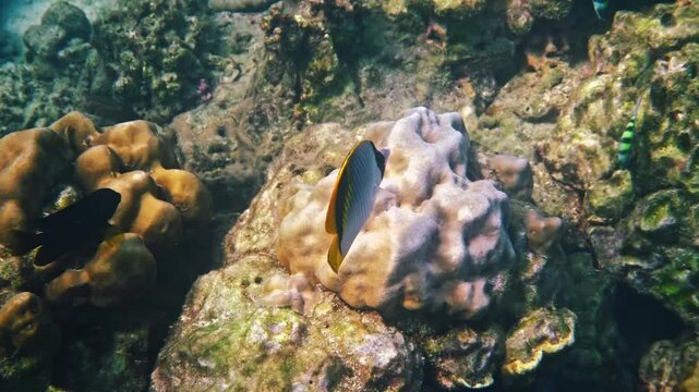 Threadfin butterflyfish, Chaetodon auriga, swimming and foraging near hard corals in tropical ocean water, marine biology documentary, underwater nature scene.