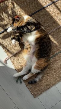 Lazy cute Calico cat is lying on jute mat at home, basking in the sun and chilling, resting, sleeping. Kitty wags its tail and covers its muzzle with paw. Life of pets. Top view