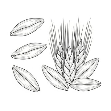 Line drawing of healthy cereal grains and wheat spikes