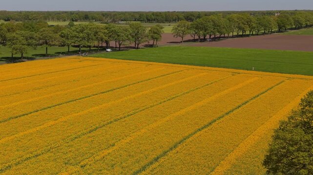 Aerial view of yellow flowering field with rectangular plots, green grass area, brown plowed land, tree line, vehicles, and organized rural farmland under clear daylight conditions