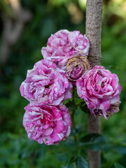 Fototapeta premium Pink variegated roses with aging bloom in garden