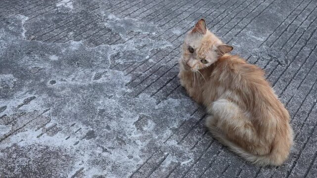 Close up of a stray orange cat with severe scabies skin disease on its ears sitting outdoors.