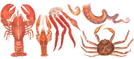 Crustaceans. Seafood. Lobster, crab, crayfish, shrimp, octopus leg. Watercolor set of hand-drawn illustrations. Isolated on a transparent background. © Olga