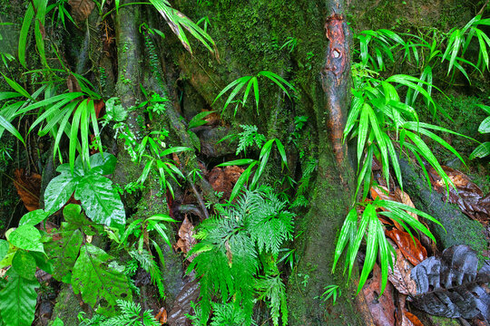Morne Trois Pitons National Park, Emerald Pool