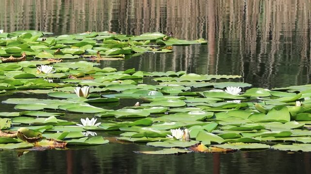Beautiful white water lilies in the sunlight, the sun shines on blooming water lilies, green water lily leaves, white petals on the lake, Nymphaea