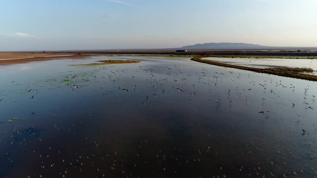 Aerial view of a massive reflecting wetland lagoon with a thin strip of dry land bordering a calm mirror water basin, capturing peaceful nature environment designs from a high uav flight.