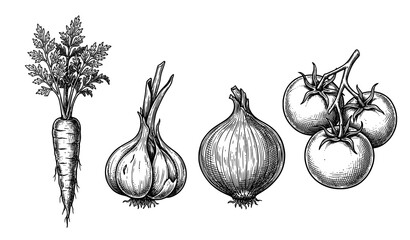 Hand Drawn Ink Vegetable Illustration Set with Botanical Engraving Style © MdNayeem