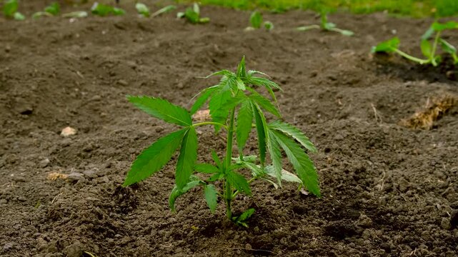 Planting hemp in the garden. Selective focus.