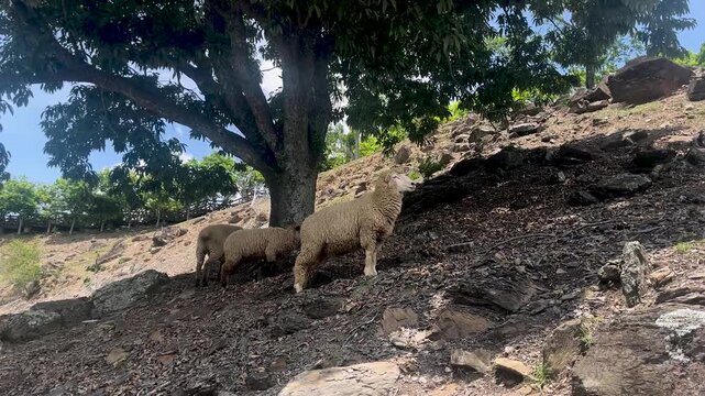 Lambs resting under a shady tree