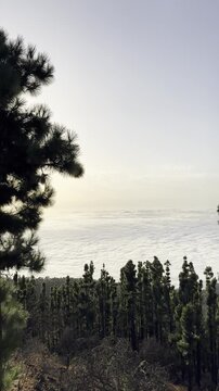 Vertical Shot of Pine Trees at Mirador de Chipeque in Tenerife. Nature, Clouds and Forest in National Park in Canary Islands during Afternoon.