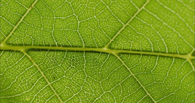 Green leaf texture. Natural texture plant nutrition web close up. Green flora background.