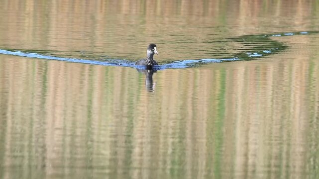 Young coot swims on the lake, coot's reflection in the lake, beautiful reflection with lines, juvenile coot swims in a pond, water lilies in bloom, Fulica atra