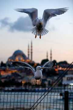 stanbul.images taken in Istanbul.