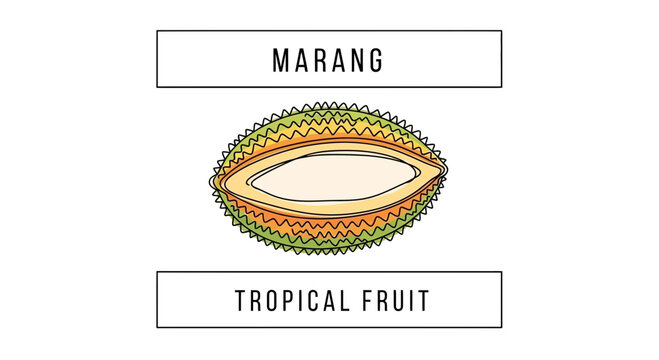 Marang Tropical Fruit Cut in Half, Exotic Food, Healthy Eating, Natural Organic Produce