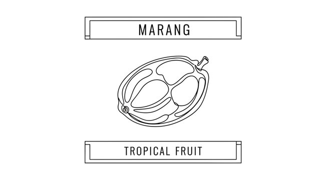 Marang Tropical Fruit Slice Outline Illustration - Exotic Food