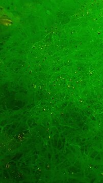 Wrasse fish swims among branching filamentous vibrant green algae, in fluffy vivid green carpet woven from finest threads of Cladophora, Reticulated weed illuminated by bright sunshine