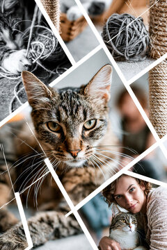 montage of caring and looking after cats in a grid formation separated by a white keyline creating a dynamic layout