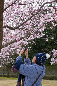 Woman capturing photos of pink cherry blossoms on her smartphone during spring season in Kanazawa, Japan