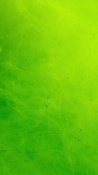 Underwater scene of vivid green algae, fluffy carpet woven from finest threads of Green Alga (Cladophora). Natural background of vibrant green seaweed illuminated by bright sunlight