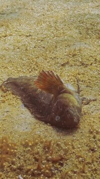 Deceased Rusty blenny or Black Sea blenny (Parablennius sanguinolentus) lies in eutrophication hotspot on seabed covered colonies of benthic microalgae with alot small gas bubbles