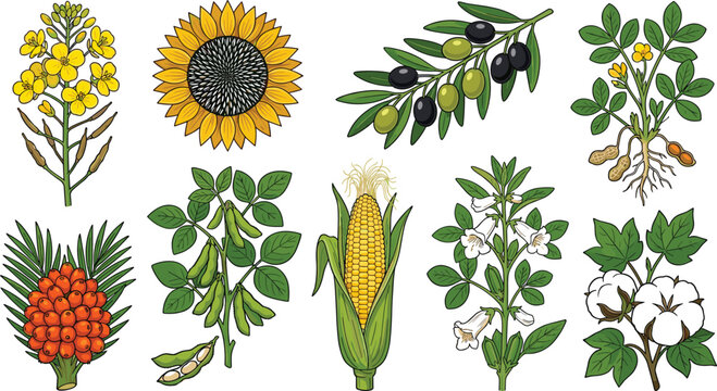 Vintage Botanical Oil Plants and Crops Illustration Set for Organic Cooking Oil Packaging, Agricultural Branding, Infographics, and Healthy Lifestyle Designs