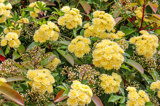 Lady Banks' roses (Rosa banksiae) in full blosom in garden