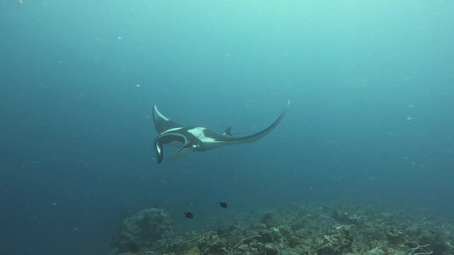 A stunning 4K GoPro close-up shot of a majestic oceanic manta ray (Manta birostris) hovering over a vibrant coral reef cleaning station. Small cleaner wrasse fish can be seen interacting with the gian