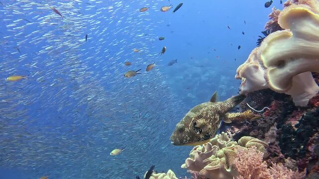 A fascinating 4K GoPro underwater shot capturing a pufferfish emerging from a coral reef crevice. In the background, a high-action marine feeding frenzy unfolds as a school of predatory bluefin jacks