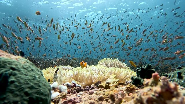 A beautiful, vibrant underwater shot featuring a close-up front view of a sea anemone in the foreground. In the background, a colorful cloud of green chromis and bright anthias fish swim actively