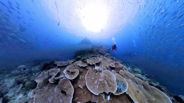 Immersive 360 VR underwater footage inside a massive, dense cloud of shimmering anchovies at the famous Puri Pinnacle seamount. Shot on ⁠Insta360 in the protected waters of Misool, Raja Ampat.