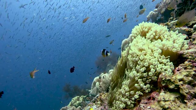 4K GoPro shot of a clownfish in an anemone, with predatory jacks hunting a massive school of anchovies in the background. High-action marine life contrast in Raja Ampat.
