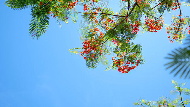 Vibrant Royal Poinciana flowers in full bloom against green foliage.