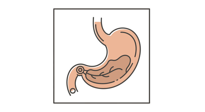 Human Stomach Anatomy Illustration with Digestion Process Visualized