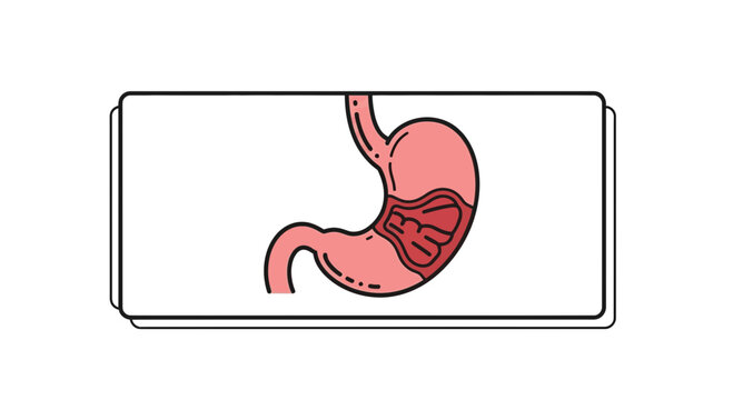 Human Stomach Anatomy Illustration with Food Digestion