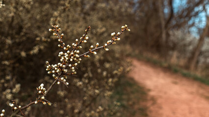 Naklejka premium Spring Buds on Branch Beside Forest Path