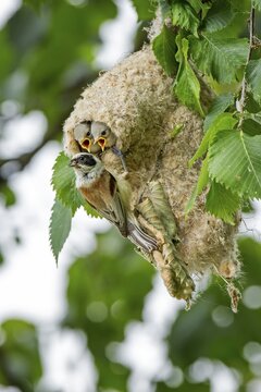 Eurasian Penduline Tit (Remiz pendulinus), adult feeding young tits in nest, Middle Elbe Biosphere Reserve, Saxony-Anhalt, Germany