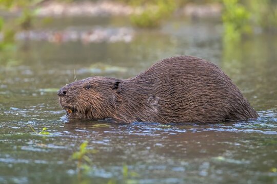 European Beaver (Castor fiber), foraging, diurnal, Middle Elbe, Saxony-Anhalt, Germany