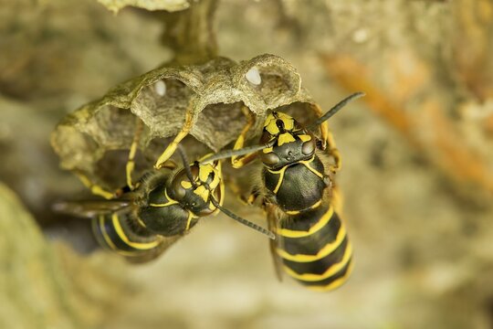 Common Wasp (Vespula vulgaris), brood comb with egg, Saxony-Anhalt, Germany