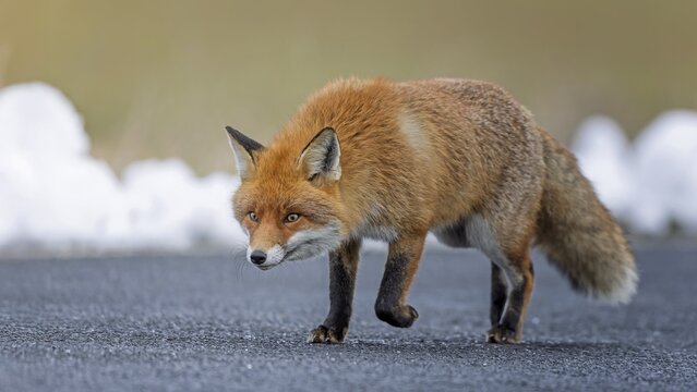 Red fox (Vulpes vulpes), hunting, winter fur, fallen game, looking for food on the road, winter landscape, frost and snow, predator, Middle Elbe Biosphere Reserve, Saxony-Anhalt, Germany