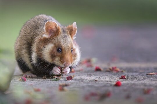 Field hamster (Cricetus cricetus) European hamster, rodent, crepuscular and nocturnal territorial loner, foraging, Austria