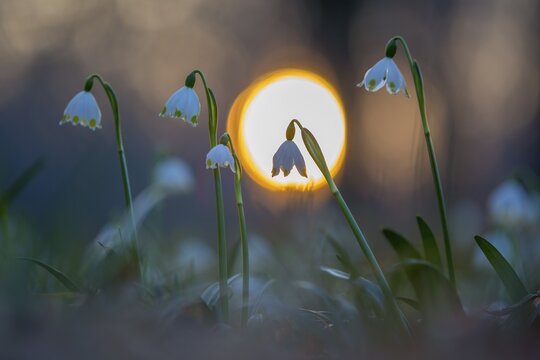 Spring snowdrop (Leucojum vernum), March snowdrop, March bells, sunset, blossoms, plants, spring, early bloomers, Middle Elbe Biosphere Reserve, Saxony-Anhalt, Germany