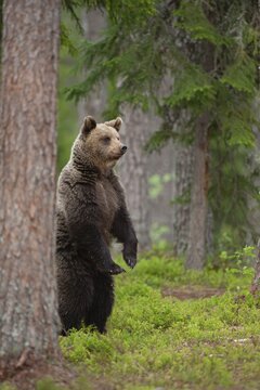 European brown bear (Ursus arctos) adult female standing in a boreal forest, Suomussalmi, Karelia, Finland