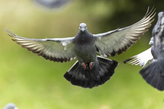 City dove (Columba livia forma domestica) in flight, wildlife, Germany