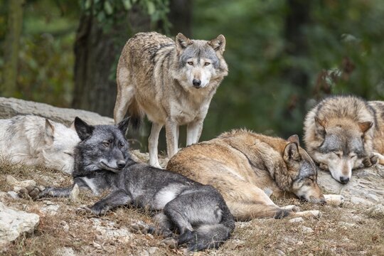 Gray wolves (Canis lupus) lying and standing on a rock, captive, Germany
